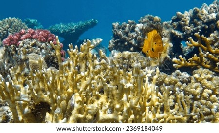 Underwater world with tropical fish on Coral Reef

