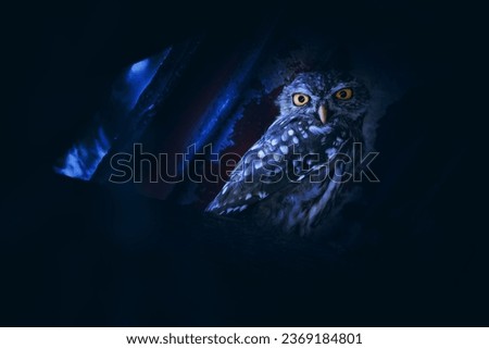 Little owl (Athene noctua) owlet perched under the roof in a derelict building in the countryside in a forest at night