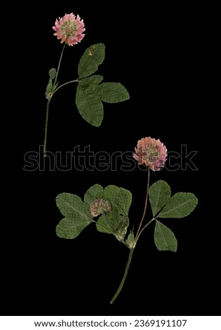  Set Of Clover Flowers Isolated on Black Background