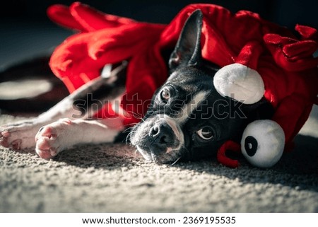 A Boston Terrier dog, laying down, in a Halloween lobster costume