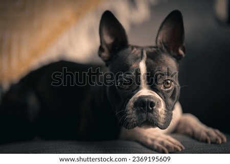 A Boston Terrier dog laying down