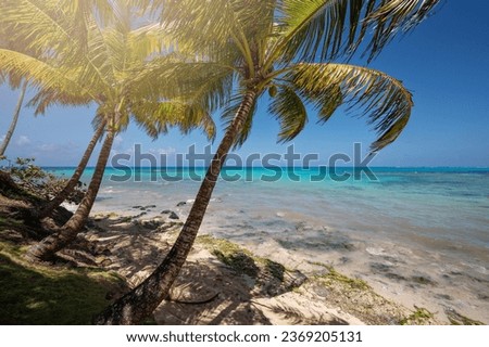 Coconut palm tree on Caribbean  sea beach. Vacation colorful wallpaper