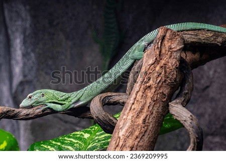 The emerald tree monitor (Varanus prasinus)  is a small to medium-sized arboreal monitor lizard.
It is known for its unusual coloration, which consists of shades from green to turquoise.  Royalty-Free Stock Photo #2369209995