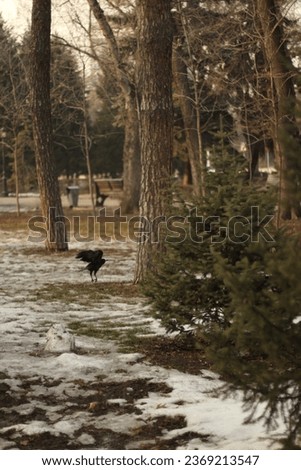 Black raven in the park on the snow cover