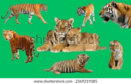 Set of realistic tiger and cubs in different poses. The tiger stands, lies, goes, hunts. Animals of Asia. Panthera tigris. Big cats. Predatory mammals. 8 image sets.