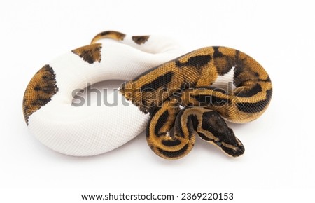 Close up scaleless pied ball python snake on black background in studio