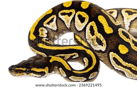 python (Python regius), also called the ball python lying twisted on a dry branch with a background.Small African python in the forest.