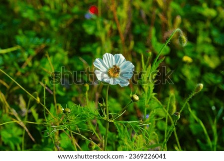 Beautiful close up landscape photography  on a camomile flower and perching honey bee on it