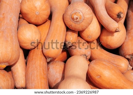 Organic background - Long Pumpkin