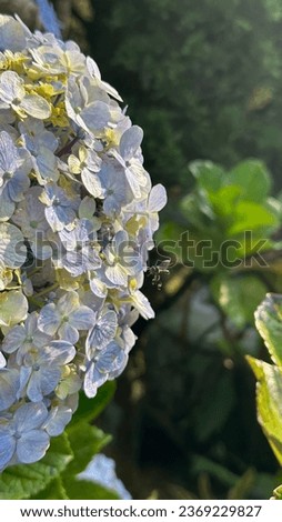 picture of a bee flying on blue-purpleish hydrangea or hortensia