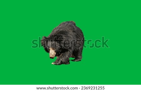 Big beautiful sloth bear on green background. Close up sloth bear, Melursus ursinus, in the forest