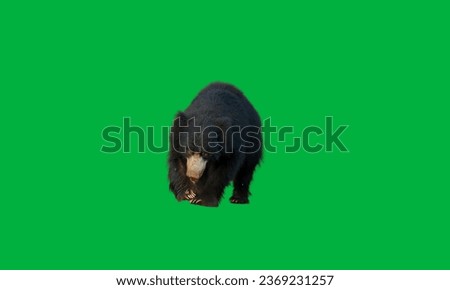 Big beautiful sloth bear on green background. Close up sloth bear, Melursus ursinus, in the forest