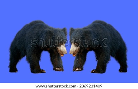 Big beautiful sloth bear isolated on blue background. Close up sloth bear, Melursus ursinus, in the forest