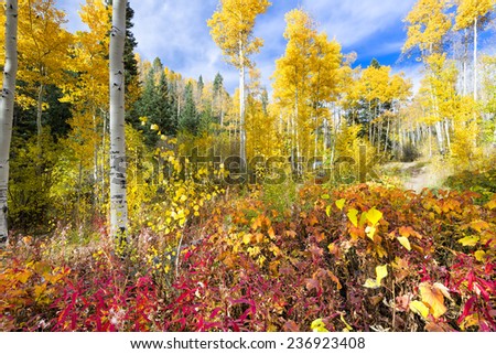 Colorful golden aspens and reddish-orange thimbleberry leaves pictured against a crisp fall sky 