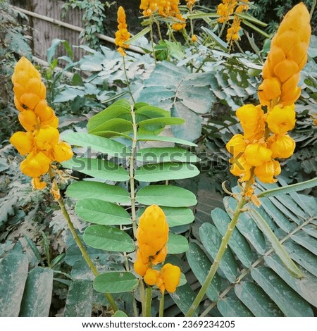Senna alata the ringworm tree. Beautiful Yellow Wild Flower also known Christmas senna and it is a Medicinal plant flower.
