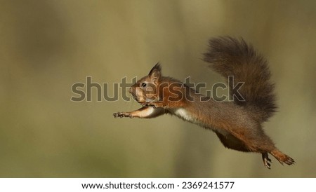 Selective image of Gray squirel high jumping with blurred background 