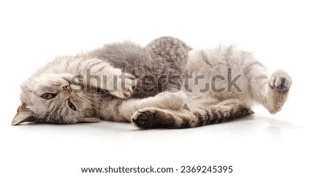 Mother cat feeding a kitten isolated on a white background.