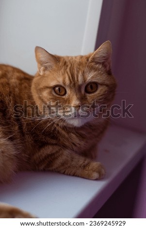 Cute ginger cat lying on the windowsill and looking at the camera