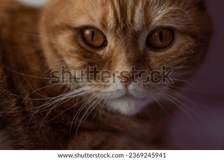 Portrait of a red cat on a pink background. Close-up.