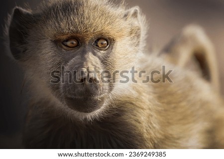 Little Yellow Baboon in natural habitat, Savannah Kenya, Close-up  portrait Yellow baboon.
