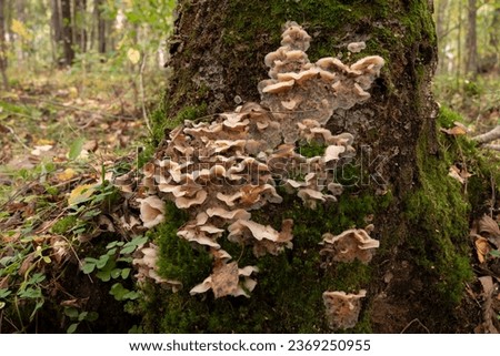 Grey resupinate growth of Phlebiopsis gigantea causing white rot of conifer logs and stumps. It is used as a biological control of annosum root rot, caused by Heterobasidion spp. Royalty-Free Stock Photo #2369250955