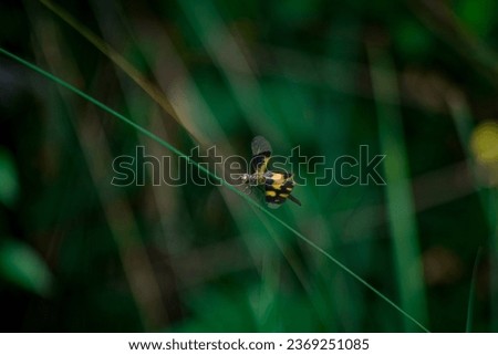 Insects HD Background - High Quality Insects Photography Stock Photo 