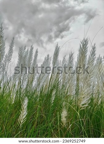 Kashful - Kans Grass | Saccharum Spontaneum High Resolution Stock Photo 