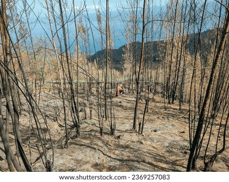 Forests on Mount Iya, Ende, Flores Burned, Forests burned, forest burning activities, pine forests burned