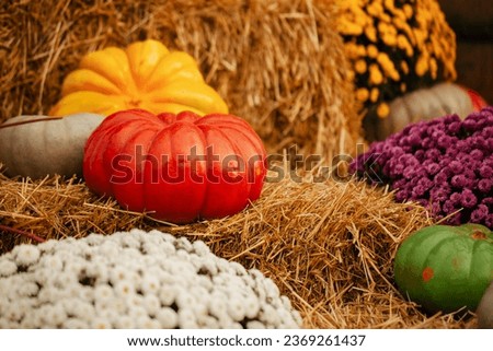 Multicolored pumpkins lying on the hay on an autumn background