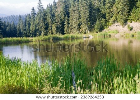 A small lake surrounded with a forest