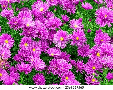 Beautiful pink asters, variety Tonga, flowering in a garden Royalty-Free Stock Photo #2369269565