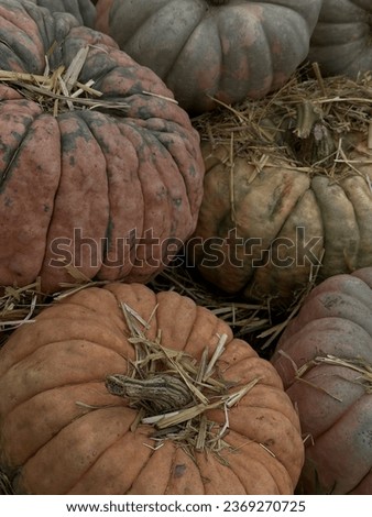 Closeup on pumpkins and dry grass.