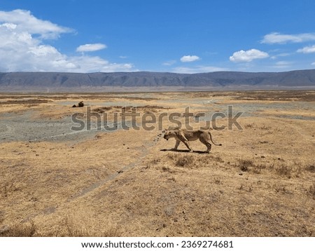 The lions in the area, Ngorongoro, Tanzania