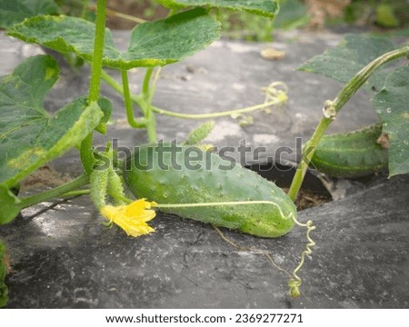 Close up picture of cucumber on patch covered with plastic mulch used to suppress weeds and conserve water, selective focus.