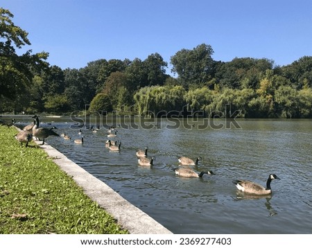 park swan lake meadow pigeon blue sky tourists wildlife wild sunny autumn trees fallen leaves