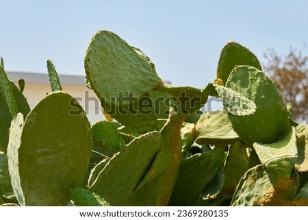 Cacti close-up as a natural background