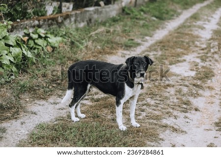 Portrait of an old black and white mongrel dog outdoors in the village. Photograph of the animal.