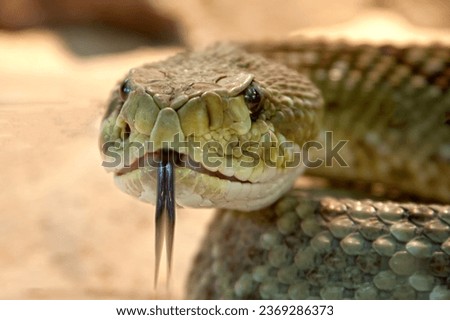Selective image of king Cobra showing his Tung looking straight to camera 