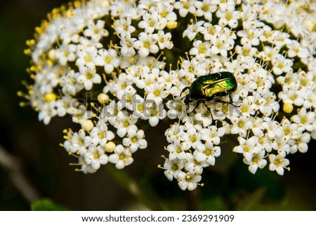 Wayfaring tree flowers, its scientific name is Viburnum lantana and rose chafer, its scientific name is Cetonia aurata Royalty-Free Stock Photo #2369291909