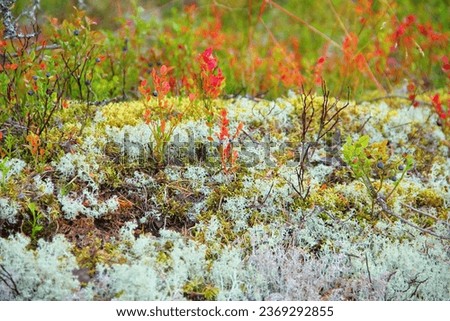 Beautiful nature image, bright green and white moss (reindeer, peat), lichen and blueberry bushes with red leaves and blue berries in taiga forest near Lahdenpohya, Karelia, Northern Russia, Europe