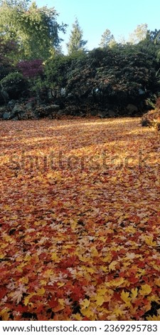 BEAUTIFUL PICTURE OF GOLDEN FALLEN LEAVES WITH DENSE FOREST IN BACKGROUND 