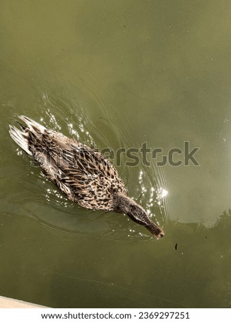 Natur duck lake summer sunshine