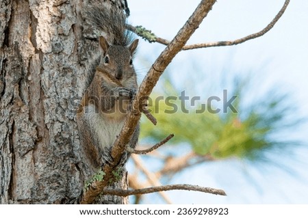 An Eastern Gray Squirrel stripping the bark off a branch to eat the inner bark. Squirrels typically strip bark during winter and spring. They may do this when food is scarce. 