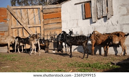 Beautiful goats of the Anglo Nubian breed on a goat farm in summer. Private farm with dairy goats in an ecologically clean place