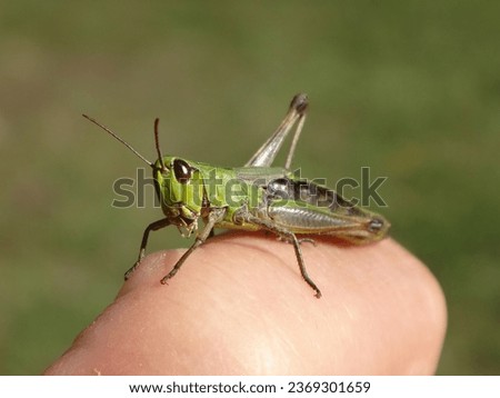 Female meadow grasshopper (Pseudochorthippus parallelus) sitting on a human knuckle Royalty-Free Stock Photo #2369301659