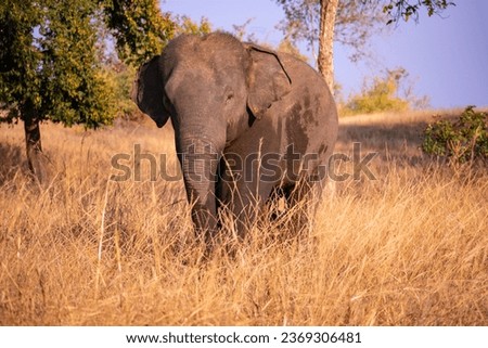 Angry elephant in the grassland of Kanha National Park, India.