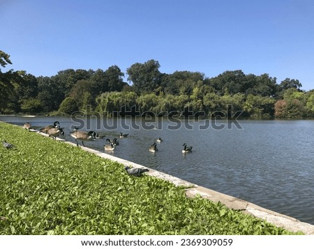 swan wild lake nature environment