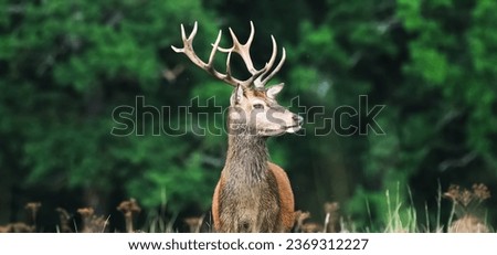 
Picture of a deer among the trees