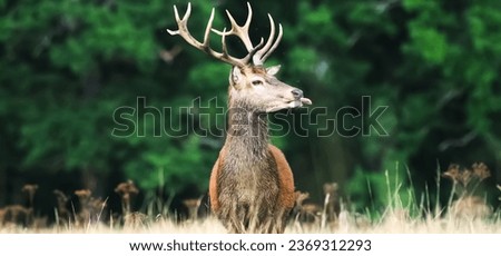 
Picture of a deer sticking out its tongue