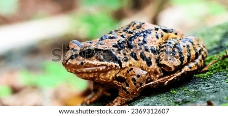 
Picture of a frog on a rock